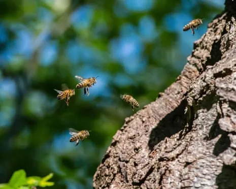 How Saving Honeybees Might Negatively Affect Other Bee Species